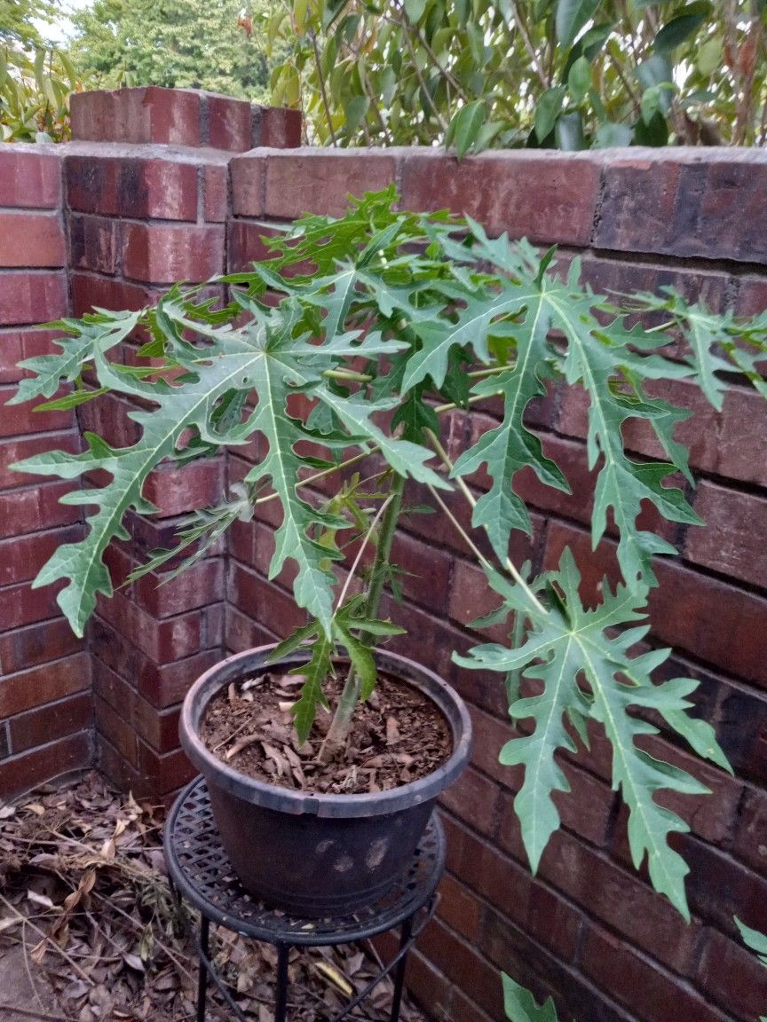 Organic Papaya  Fruit Tree Plants 3 Feet Tall