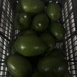 Avocados For SALE!