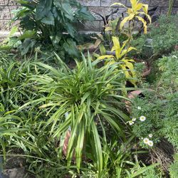 Gorgeous Green Planter