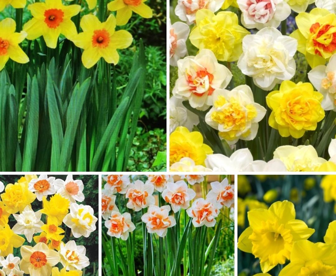 Mix Daffodil Perennial plants$6 Each pot
