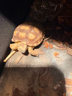 Baby tortoise