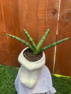 Sansevieria Cylindrica “starfish “ small plant 9 inches tall