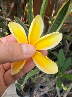 Plumeria