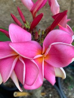 1 Gallon Evalani Plumeria