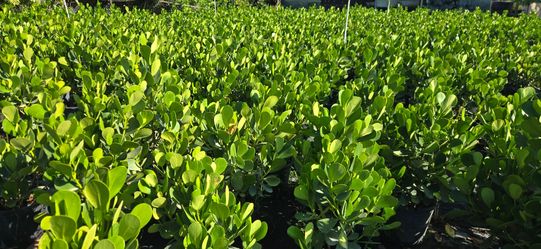 Clusia Plants Price Includes Installation 7g 3g