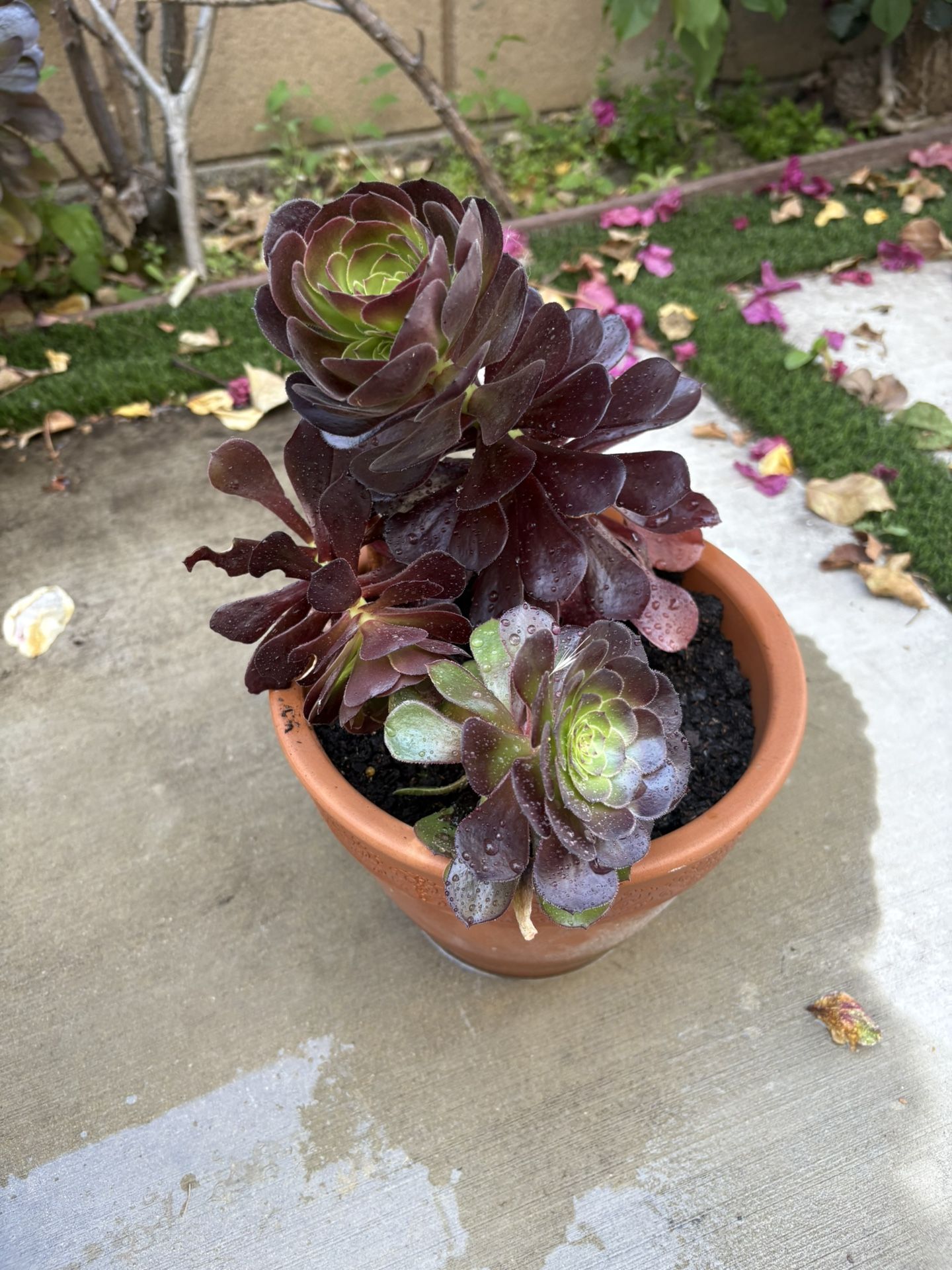 Succulent Plant With Clay Pot