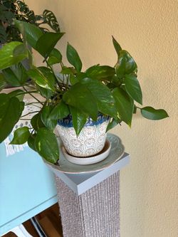 Pothos in six in ceramic pot