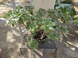 🌵Happy Succulent – Natural Imperfections | Pickup Only & Bundle Offers Welcome