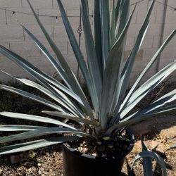 Large potted Succulents - Agave tequilana