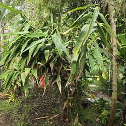 Tiger Grass, Tropical Exotic Plant Similar To Bamboo, Division