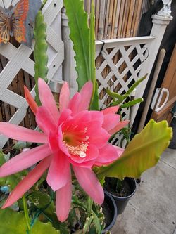 Epiphyllum orchid cactus plant