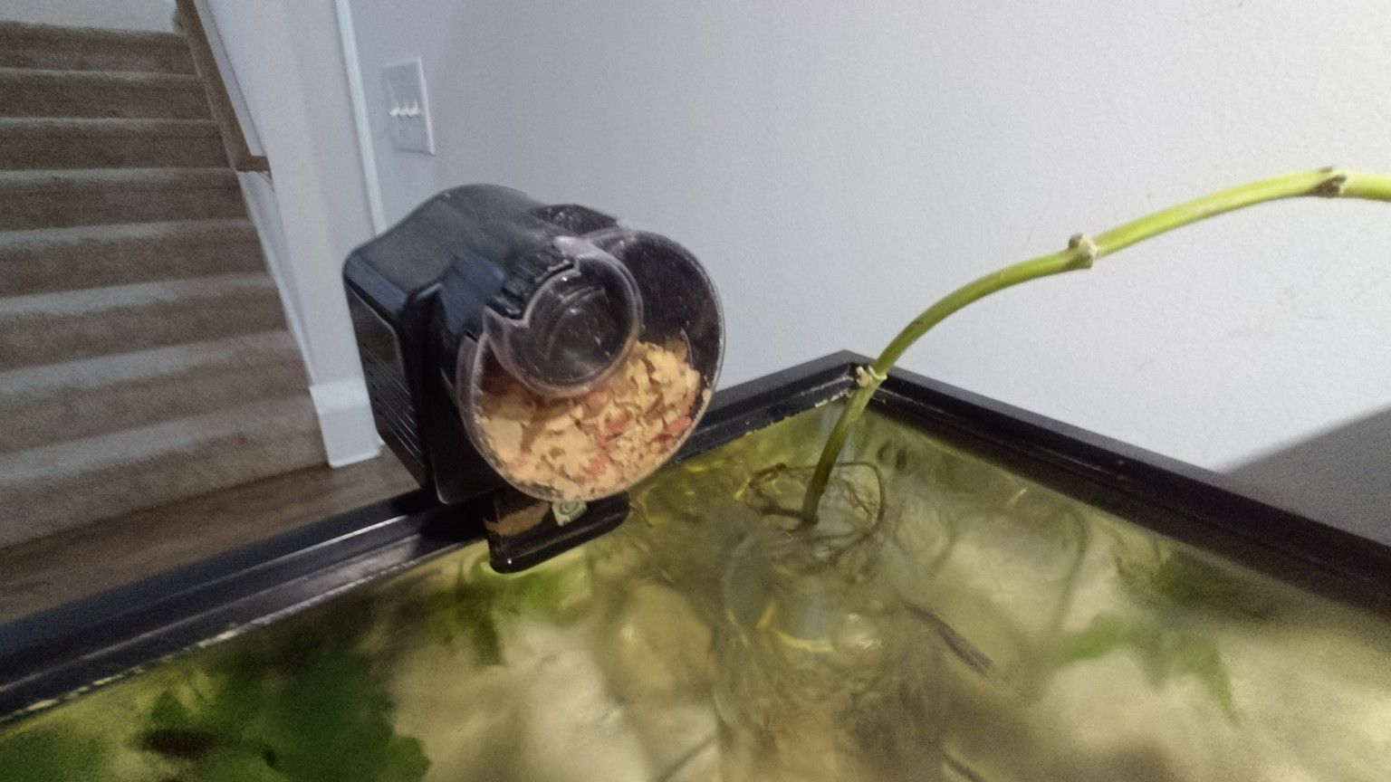 fish tank