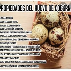 Huevitos De Godorniz Y De Gallina Organicos 