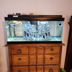 40 Gallon Fish Tank 