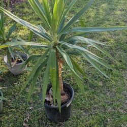Yucca Plant $20-S25-$35 