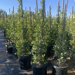 Indian Laurel Columns, Ficus nitida ‘Columns’ , Ficus tree, shade or Hedge and privacy 15gal Size