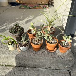 Indoor Succulents House Plants