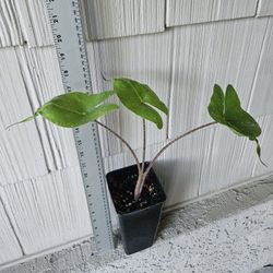 Alocasia Sting Ray Plant