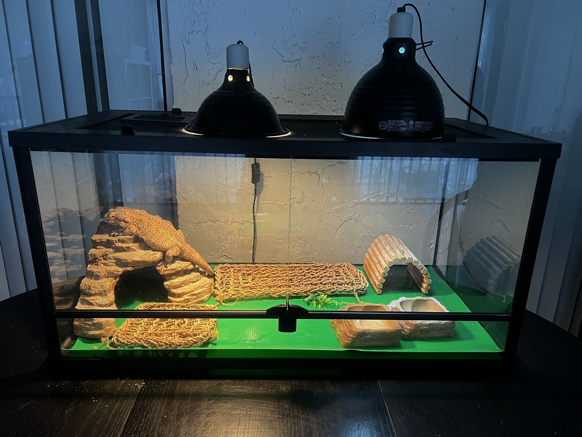 Bearded Dragon, Reptile Light Fixtures, Terrarium And Extras