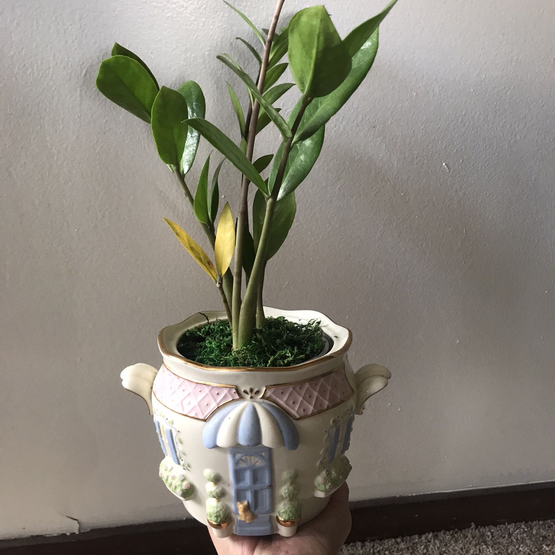 Zz plants with vintage Lenox planter 5 1/2” x5 1/2” pot