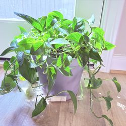 Jade Pothos in grey plastic planter