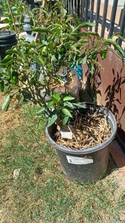 3 Plantas de Chile $10 cada una