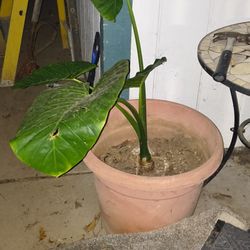 Not Sure What The Name Is 