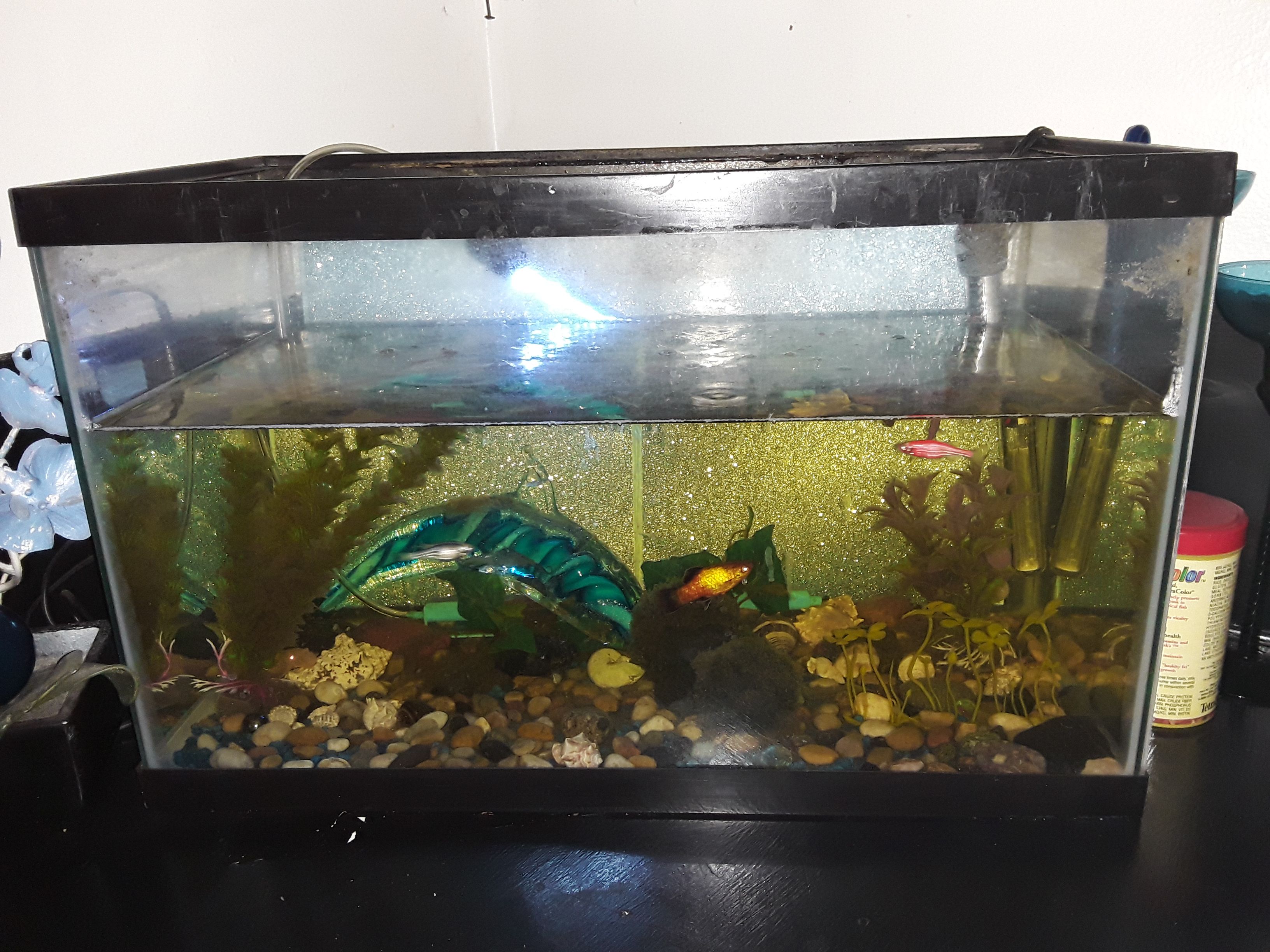 fish tank with filter and sand