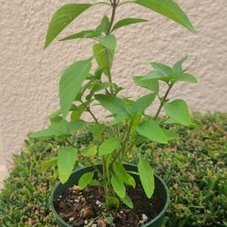 Basil