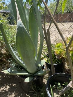 Maguey