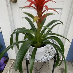 Outdoor Plant