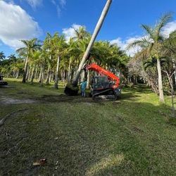 royal palms all sise