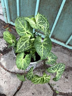 Arrowhead plant