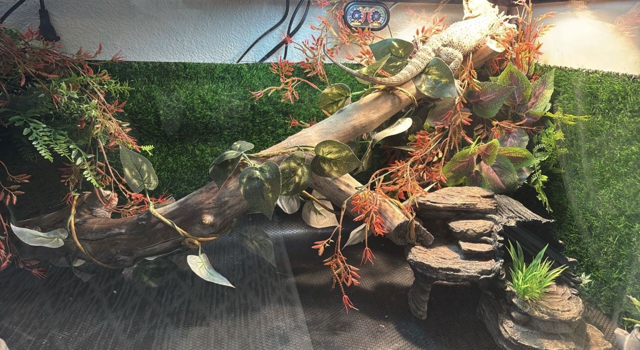 40gallon Bearded Dragon Tank 