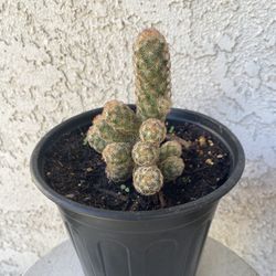 1 Gallon Pot Cactus Plant- Mammillaria Elongata Copper King - Golden Star Cactus - Live Cacti - Rooted & Established - Drought Resistant - 🌵