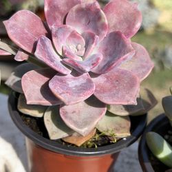 Cactus and succulents