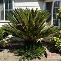 Sago Palm Tree 