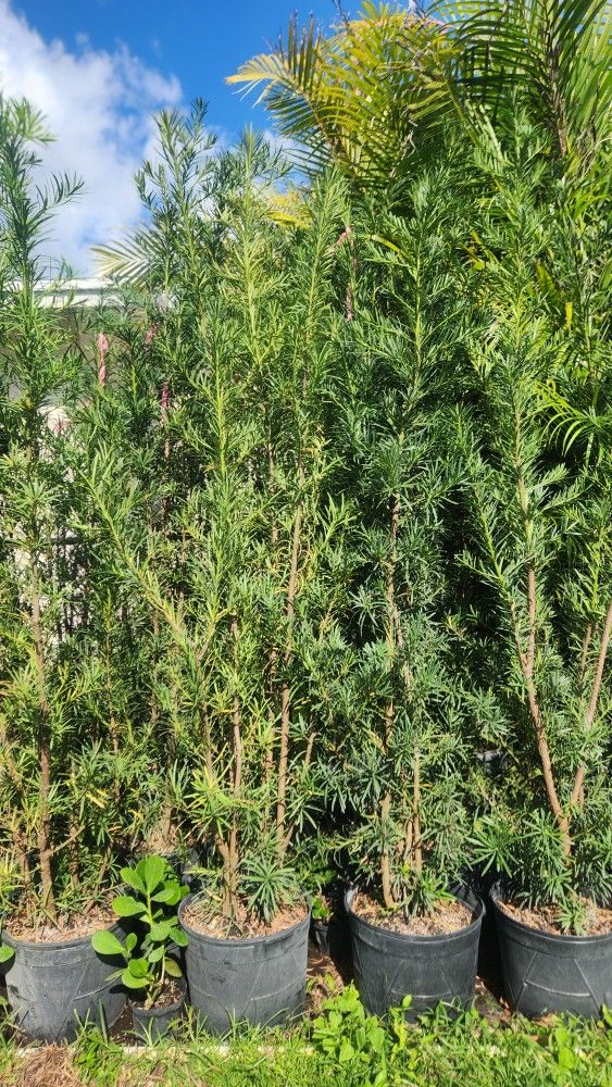 Beautiful Podocarpus Plants For Inmediate Privacy!  Over 6 Feet Tall Measurements Over The Pot!!! Fertilized 