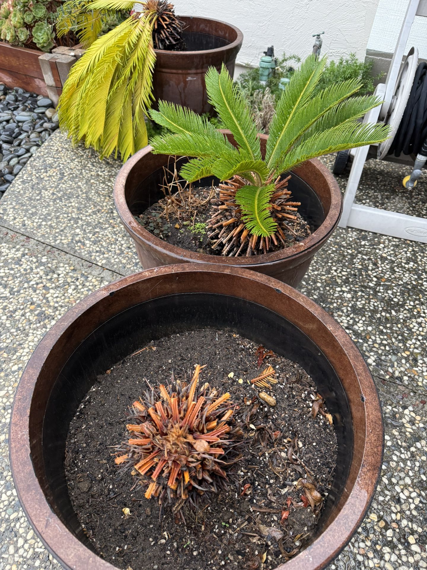 Sago Palm Plant (no Pot!)