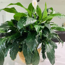 Big Indoor Peace Lilly Plants (4 Yrs Old) Along With Pot