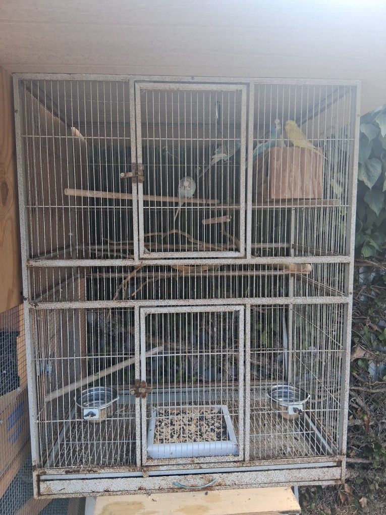 Bird Cage 