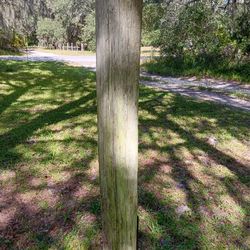 Wooden Poles