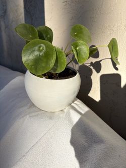 Pilea Peperomioides in White Ceramic Pot