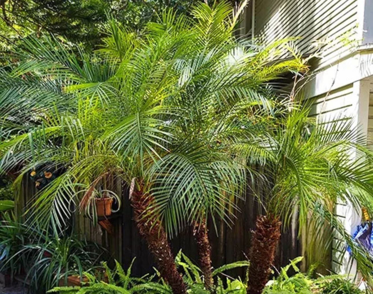 2 large Pygmy Date Palm trees, 6-7feet tall You take them out it’s yours.