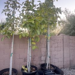 Young Rubber Trees 