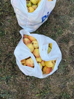Free Apples - Not For Human Consumption