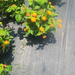 Lantanas De Colores En Canasta 