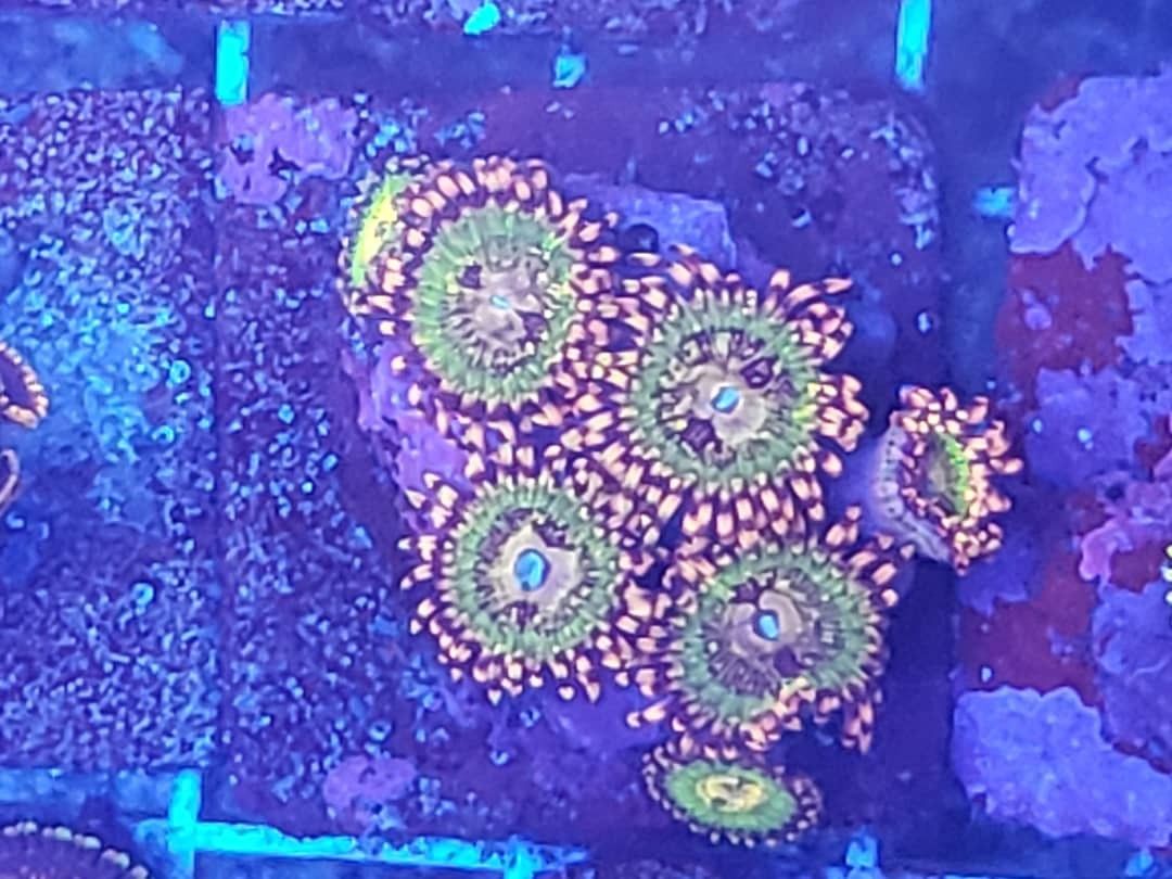 Zoanthids Colonies For Sale