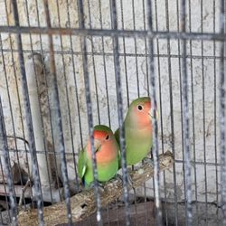 Bird Cage