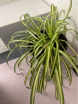 Spider Plant (Chlorophytum comosum)